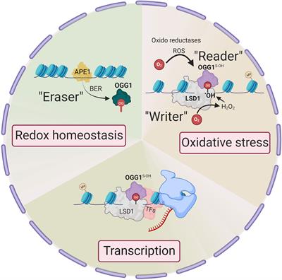 Substrate-specific binding of 8-oxoguanine DNA glycosylase 1 (OGG1) reprograms mucosal adaptations to chronic airway injury